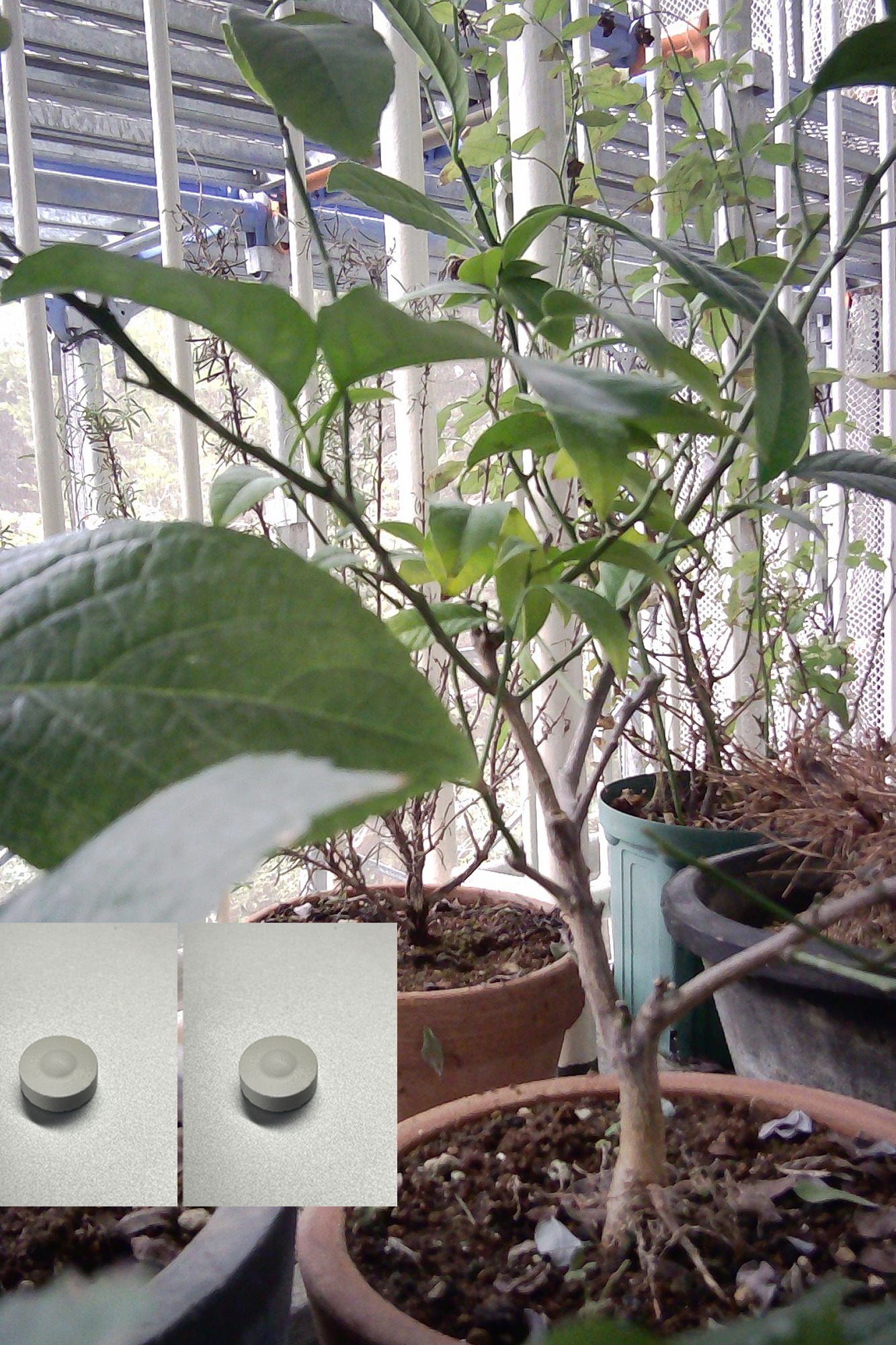 The same balcony plants with small visual marks added