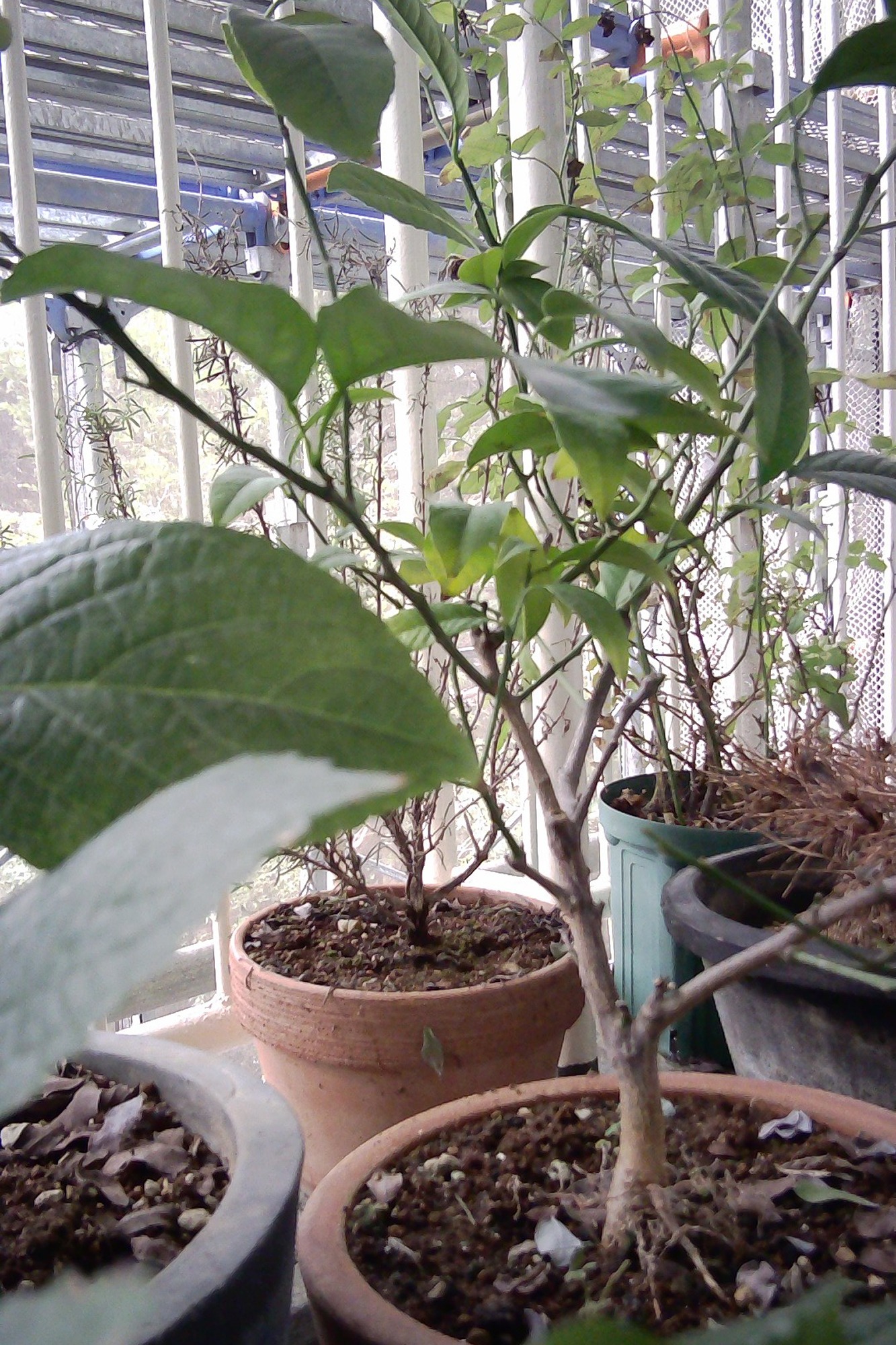 Plants growing on a Tokyo balcony